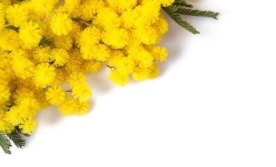 twig of mimosa tree isolated on white background