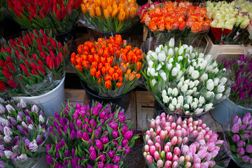 colorful tulips on a street market