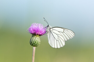 
White butterfly with black veins (Aporia crataegi) perched on Onopordum acanthium on a natural blue-green background