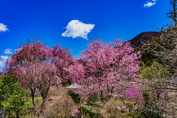 南信州の春の景色　花桃の里　長野県阿智村