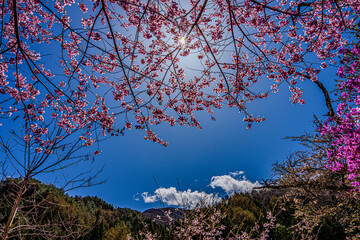南信州の春の景色　長野県阿智村