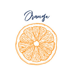 Ink hand drawn of orange fruit. Food element collection. Vintage sketch