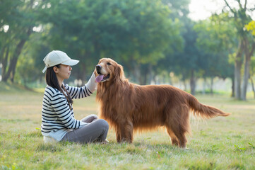 The golden retriever dog accompanies its owner in the park grass