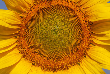 sunflower close up