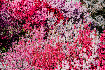 南信州花桃の里　長野県阿智村