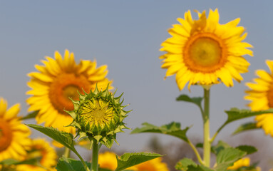 sunflower field