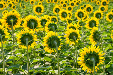 sunflower field from back
