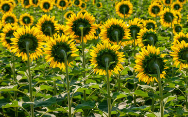Fototapeta premium back of sunflower 