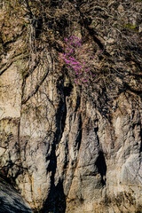 南信州　岸壁に咲く花