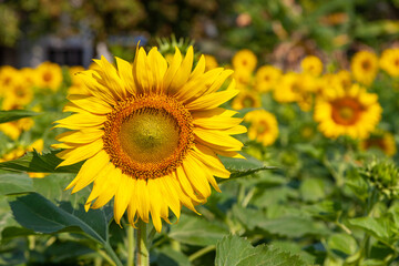 Fototapeta premium sunflower field