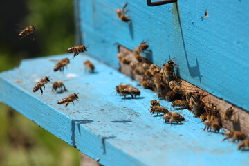 working bees in Sumer time 