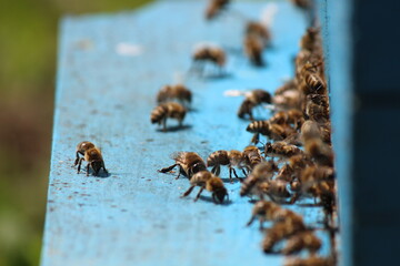 working bees in Sumer time 