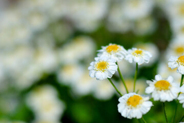 Pharmaceutical chamomile flowers growing in nature. Medicinal plant