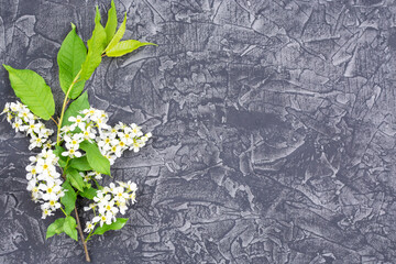 A branch of a blooming bird cherry with white beautiful flowers on a dark textural background. Place for text. Congratulations on the holiday. Template.