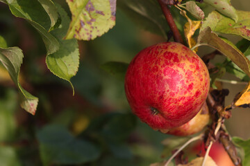Red apple close-up on the apple tree