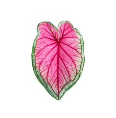 Pink leaf with green edge or caladium bicolor (araceae)  in  heart shaped patterns  isolated on white background , clipping path