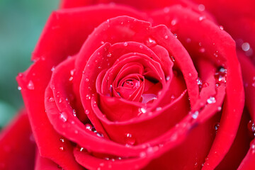 Red rose flowers with water drops for valentine day or wedding background
