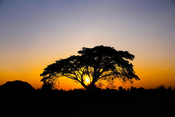 Silhouette of high rain tree with beautiful sunset in the evening rural Thailand on orage sky background