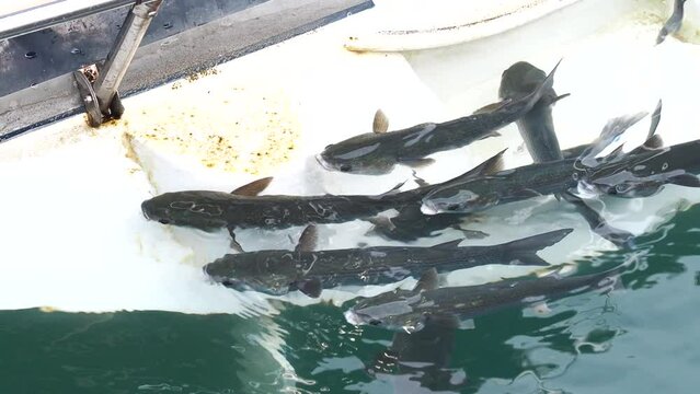 School of important commercial fish - gray mullet, scientific name is Mugil cephalus. The fishes inhabit shallow waters of the Black, Red and Mediterranean seas, widely distributed in Middle East