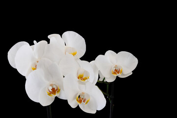 Naklejka na ściany i meble Many buds of white orchid flowers on a black background