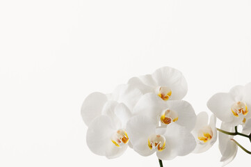 Beautiful white orchid flowers border on a white background  (Focus stacking)