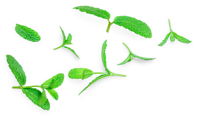 Fresh green mint leaves falling in the air. Close up of peppermint leaves   isolated on white background.