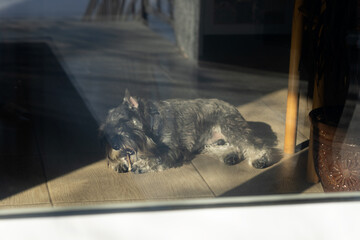 A sad Mittelschnauzer dog is lying on the floor in the corridor behind a glass door.
