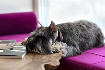 the dog lies on the couch and waits for the owner
