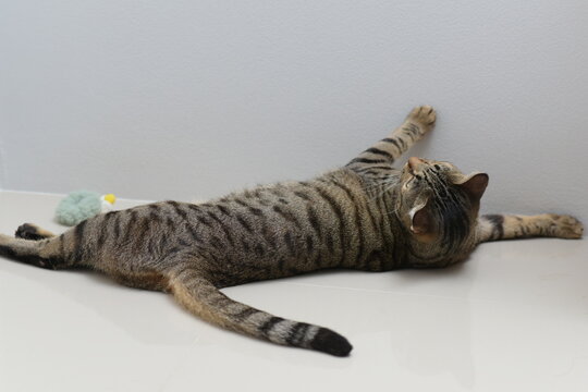 Tabby Cat Lying With Its Back On White