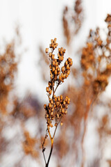 withered flowers in late autumn