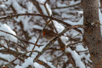 Pájaro en la nieve