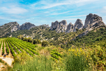 Weinbau in den Dentelles de Montmirail in der Provence