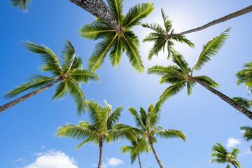 Fototapeta premium Palm trees on a sunny day