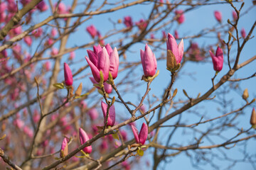 Purple Japanese magnolia blossom in spring. Japan