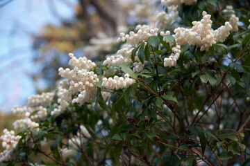 The flowering Japanese andromeda (Pieris japonica) in the spring japanese garden. Japan