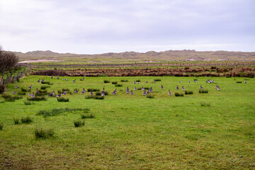 Greenland White-fronted Goose ,Anser albifrons flavirostris, arrive in County Donegal - Ireland