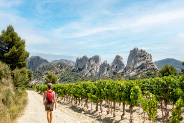 Wandern in den Dentelles de Montmirail in der Provence
 - obrazy, fototapety, plakaty