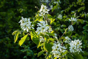 White flowers of Amelanchier canadensis, shadberry, shadberry or junberry on blurred background of evergreens. Selective focus close up. Landscape for any wallpaper. There is space for text