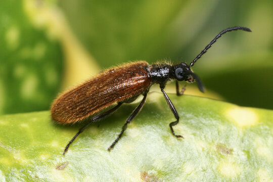 Lagria hirta is a beetle of the family Tenebrionidae 