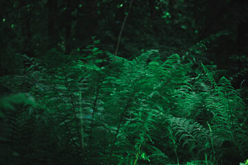 Fern growing in a dark grove. Bright green large leaves of summer flora in Lithuania. Spooky mood in the woods. Selective focus on the details, blurred background.