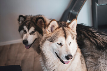 Two Alaskan Malamutes in the indoors. Adorable fluffy dog siblings. White and grey coat, smily faces. Selective focus on the details, blurred background.
