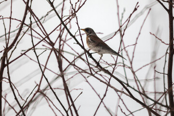 A rowan thrush sits on a rowan branch in winter. Winter scene with a songbird. Blackbird. Snowy day. Close-up. Beautiful bokeh.