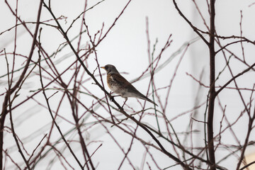 A rowan thrush sits on a rowan branch in winter. Winter scene with a songbird. Blackbird. Snowy day. Close-up. Beautiful bokeh.