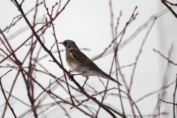 A rowan thrush sits on a rowan branch in winter. Winter scene with a songbird. Blackbird. Snowy day. Close-up. Beautiful bokeh.