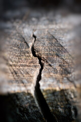 Large crack in old stump.