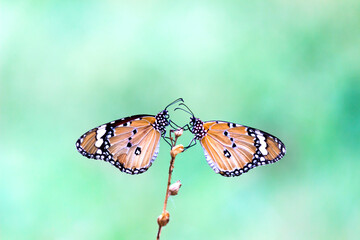 Fototapeta na wymiar Two plain tiger butterflies perched on the flower plant 