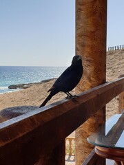 schwarze Krähe an einer Strandbar