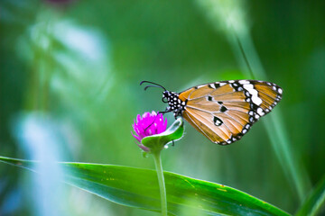  Plain Tiger Danaus chrysippus butterfly visiting flowers in nature during springtime
