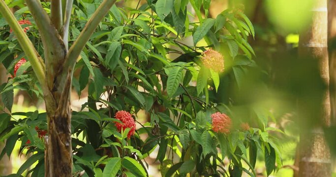 Goa, India. Red Ixora Flowers Blossom. Ixora is a genus of flowering plants in the family Rubiaceae. West Indian Jasmine