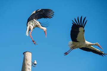 Two white storks in the nest against blue sky